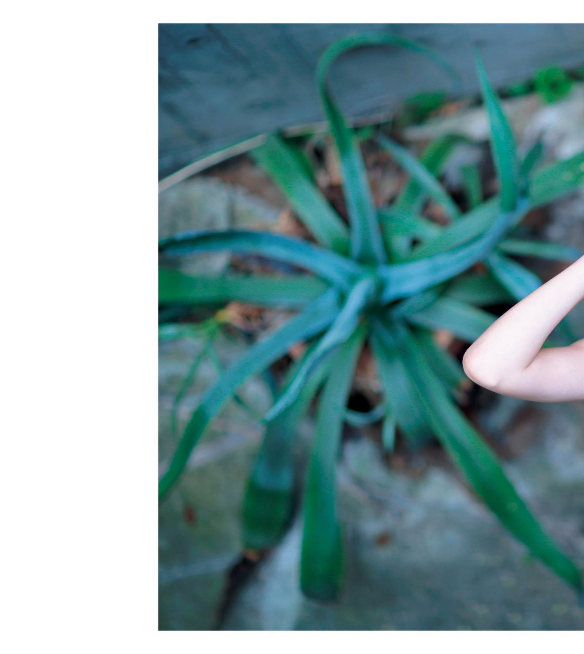 橋本マナミ写真集 『MANAMI BY KISHIN』(2014.12.08)